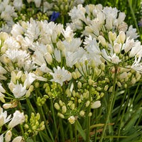 Agapanthus rfdd double diamond - Agapanthus Doppelter Diamant - Agapanthus