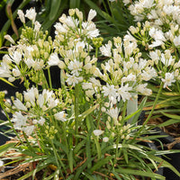 Agapanthus Doppelter Diamant - Agapanthus rfdd double diamond - Bakker