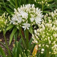 Blühende Stauden - Agapanthus White Heaven - Agapanthus white heaven