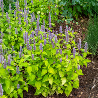Agastache rugosa Golden Jubilee - Duftnessel Golden Jubilee - Agastache