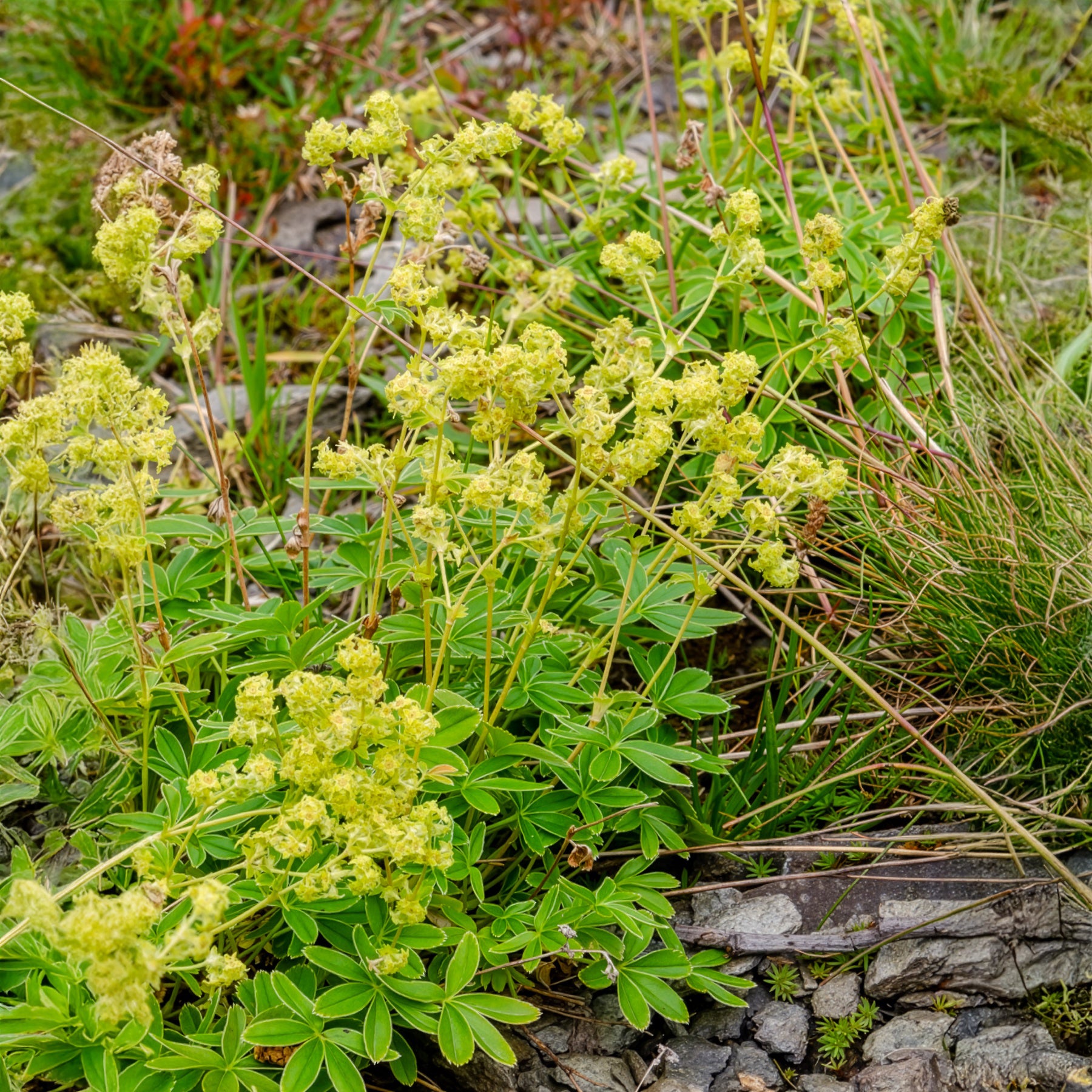 Alpen-Silbermantel - Alchemilla alpina - Bakker