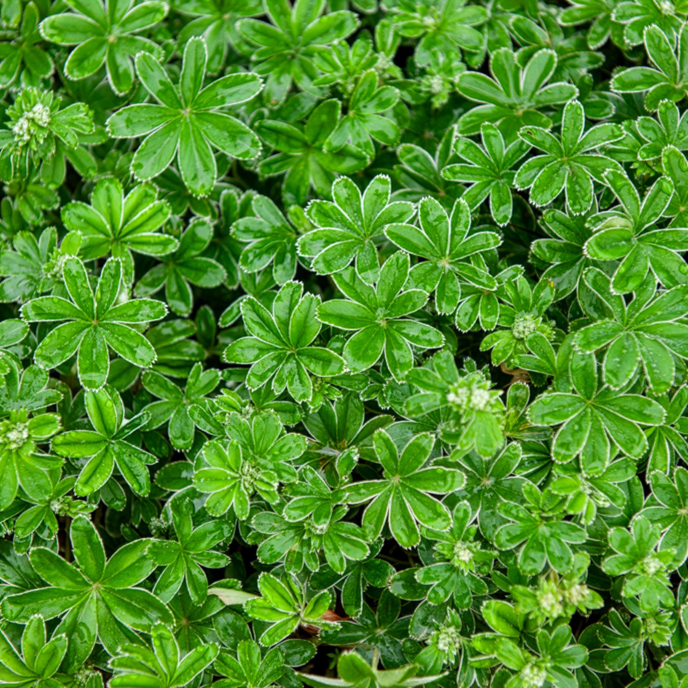 Alpen-Silbermantel - Bakker