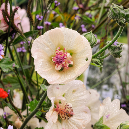 Mehrjährige Stockrose Parkallee - Bakker