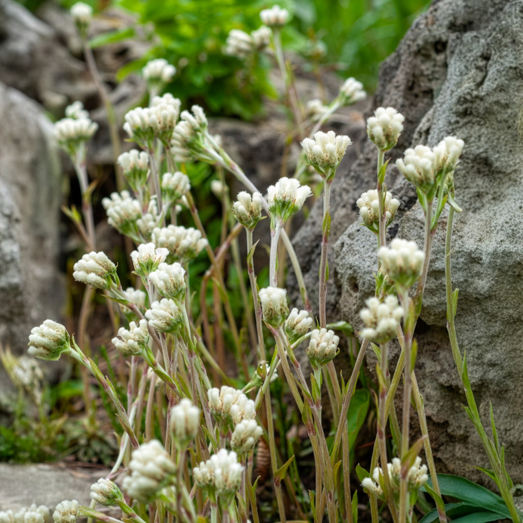 Wolliges Katzenpfötchen - Bakker