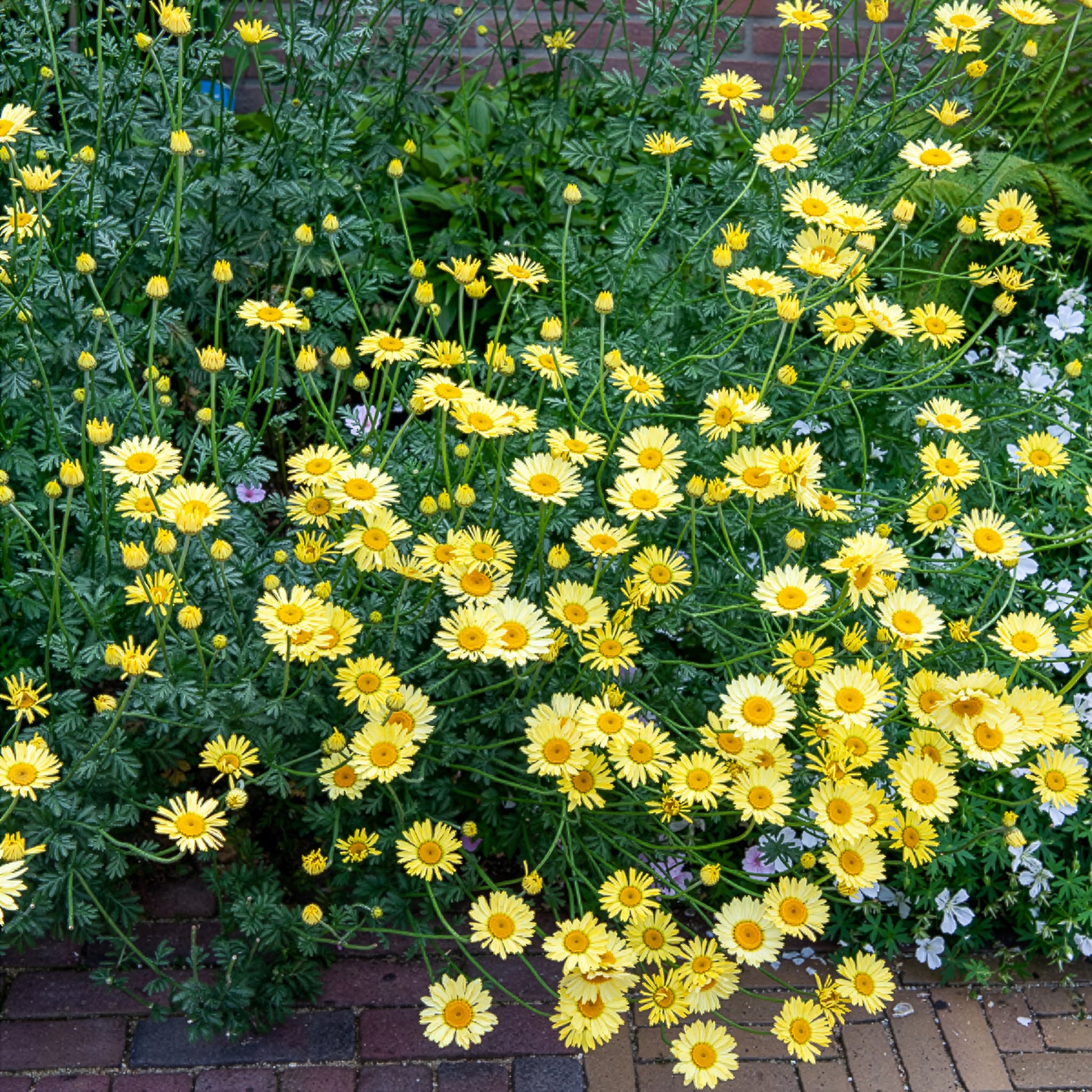 Anthemis x hybrida E.C. Buxton - Färber-Hundskamille E. C. Buxton - Hundskamille