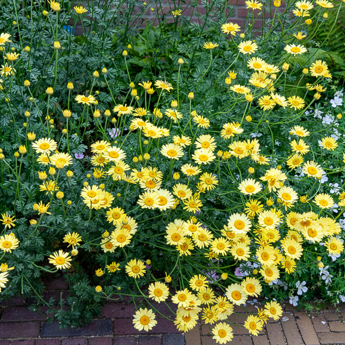 Anthemis x hybrida E.C. Buxton - Färber-Hundskamille E. C. Buxton - Hundskamille