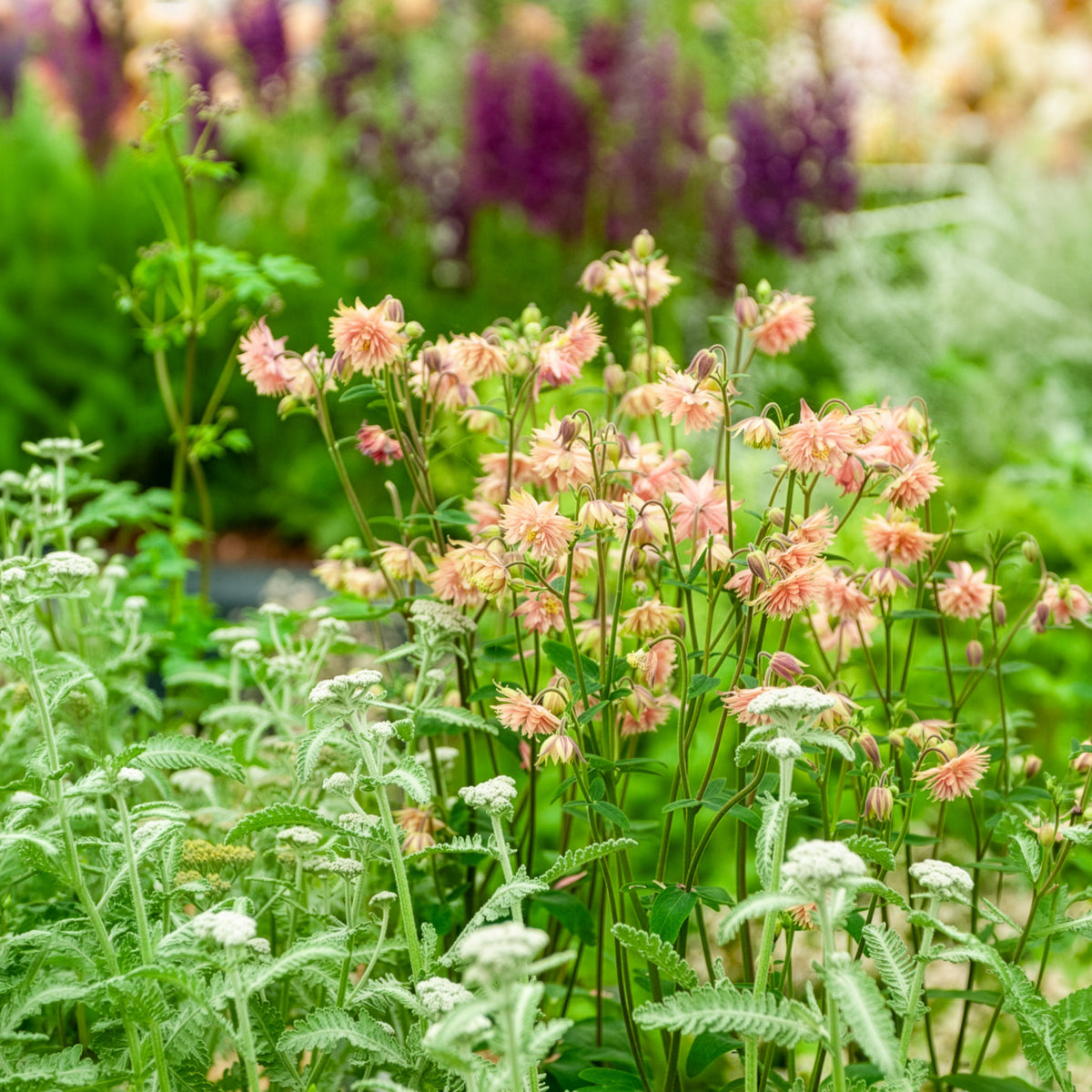 Akelei ‘Rose Barlow’ - Aquilegia vulgaris Rose Barlow - Bakker