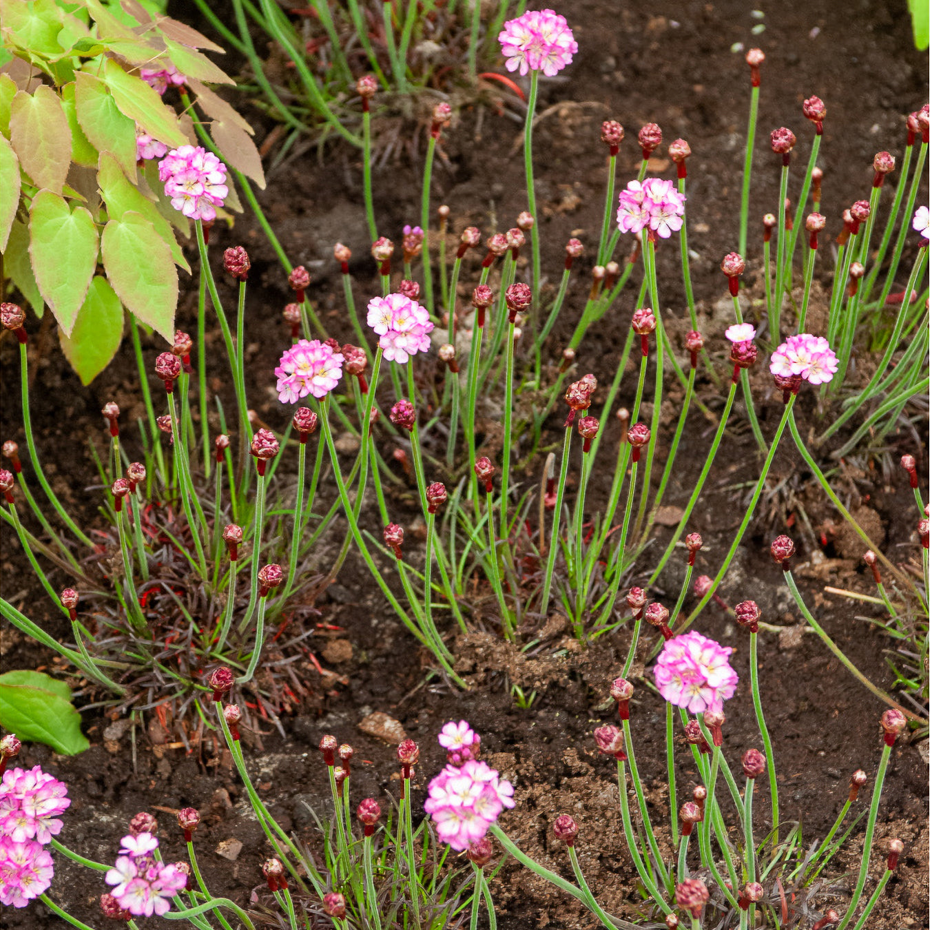 Grasnelke Armada Rose ® - Armeria maritima Rosea Compacta - Bakker