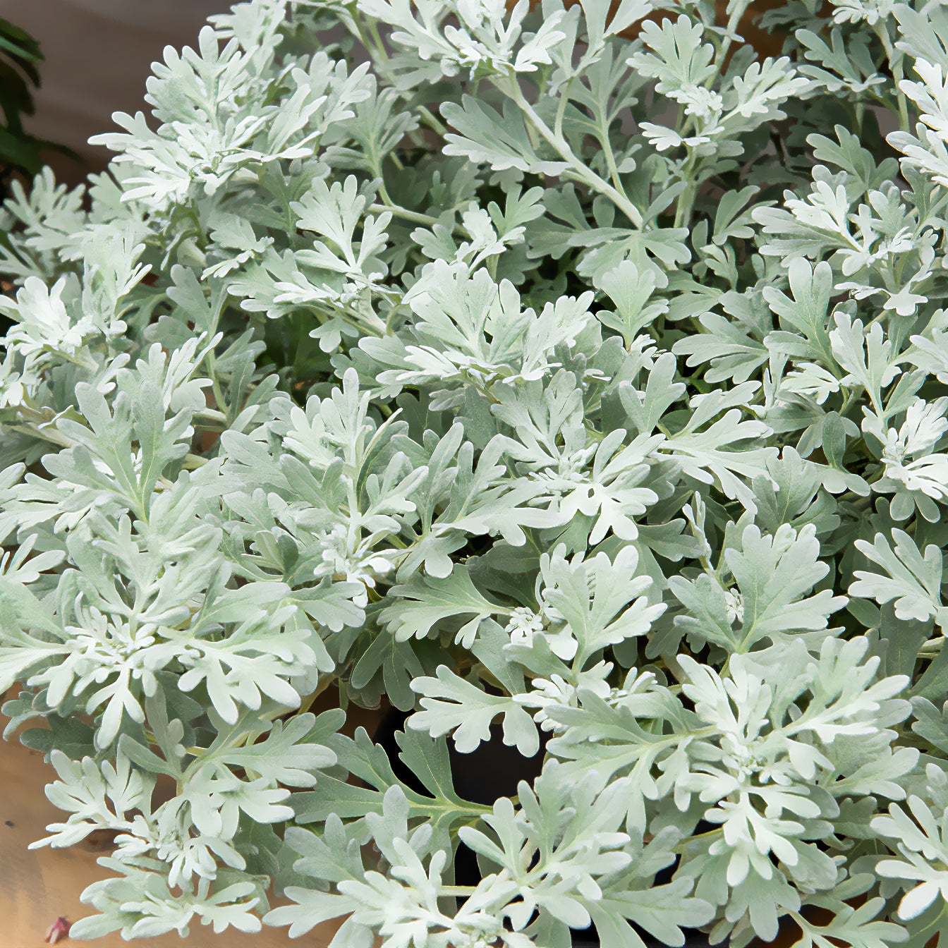 Garten Silberraute 'Boughton Silver - Artemisia stelleriana boughton silver - Bakker