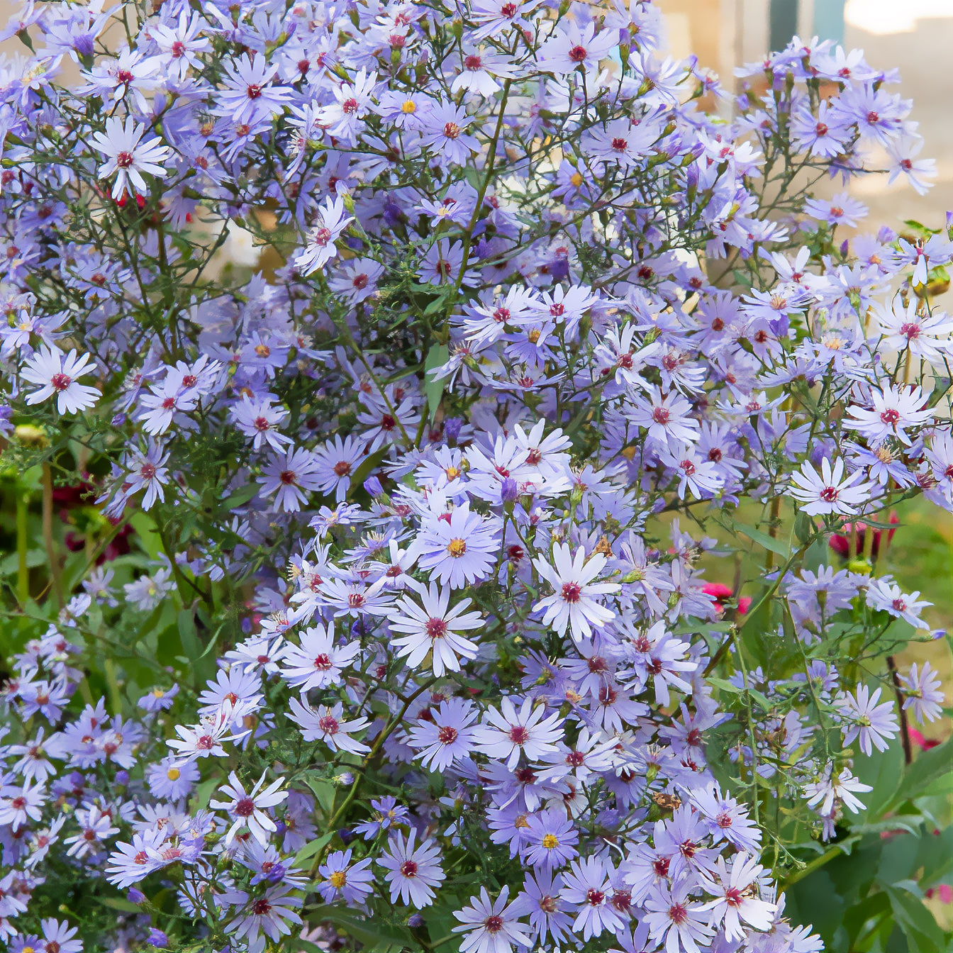 Schleier Aster 'Little Carlow' - Bakker