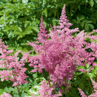 Prachtspiere Hybrid Rheinland - Astilbe japonica Rheinland - Bakker