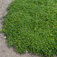 Andenpolster - Azorella trifurcata - Bakker