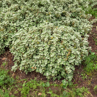 Graues Andorn - Ballota pseudodictamnus - Bakker