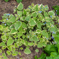 Kaukasus-Vergissmeinnicht Hadspen Cream - Bakker