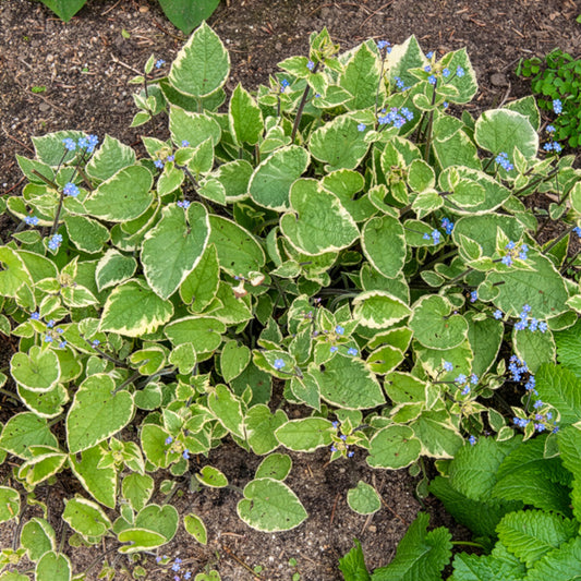 Kaukasisches Vergissmeinnicht Hadspen cream - Bakker