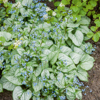 Brunnera macrophylla Looking Glass - Kaukasisches Vergissmeinnicht Looking Glass - Stauden