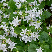 Mauerglockenblume E.H. Frost (x3) - Campanula poscharskyana e.h. frost - Bakker