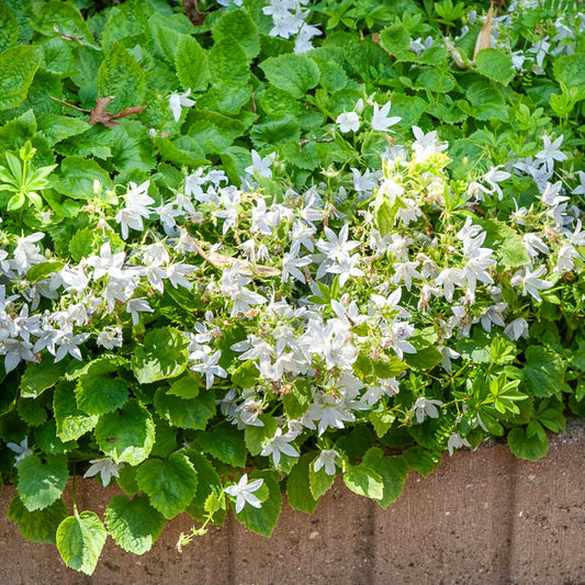 Hängepolster-Glockenblume 'E.H.Frost' - Bakker