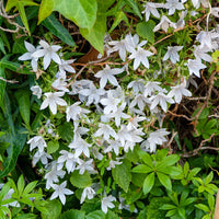 Campanula poscharskyana e.h. frost - Mauerglockenblume E.H. Frost (x3) - Blühende Stauden