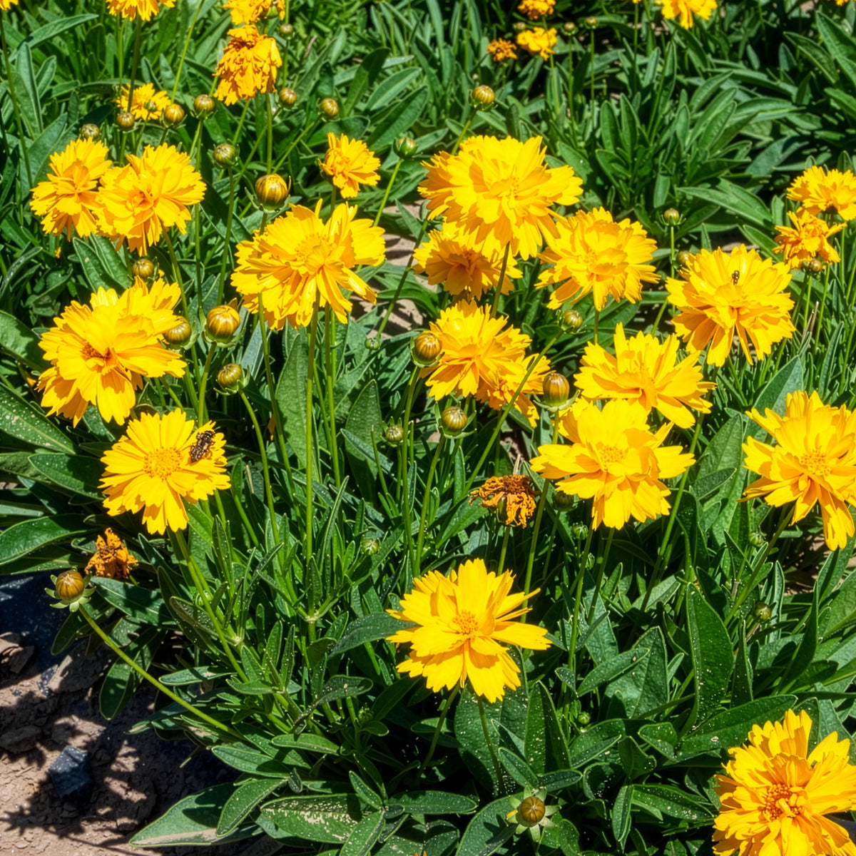 Großblumiges Mädchenauge Sunray ® - Bakker