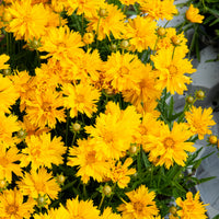 Mädchenauge - Großblumiges Mädchenauge Sunray ® - Coreopsis grandiflora Sunray