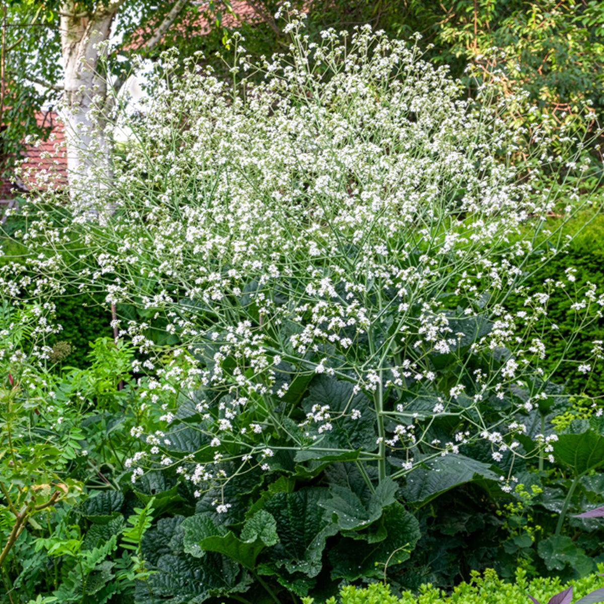 Weißer Wolkenkohl - Bakker