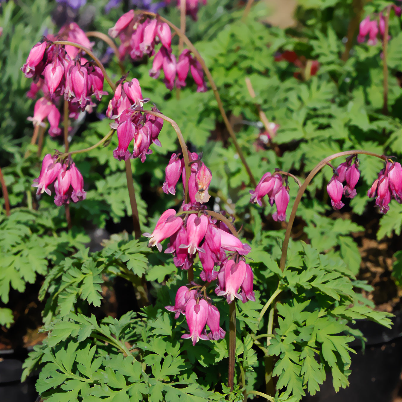 Zwergige Herzblume Luxuriant - Dicentra formosa luxuriant - Bakker