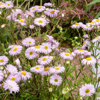 Feinstrahlaster 'Quakeress' - Erigeron quakeress - Bakker