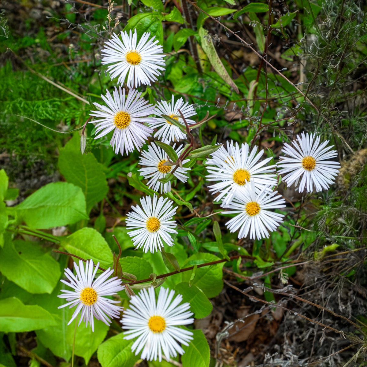 Feinstrahl Sommerneuschnee - Bakker