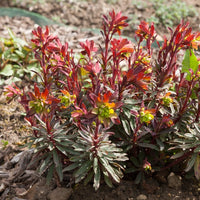 Verkauf Garten-Wolfsmilch purpurrot
