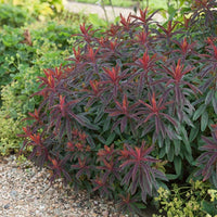 Garten-Wolfsmilch purpurrot - Euphorbia amygdaloides purpurea - Bakker