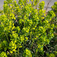 Wolfsmilch   - Mrs. Robb's Euphorbia - Euphorbia amygdaloides subsp. robbiae