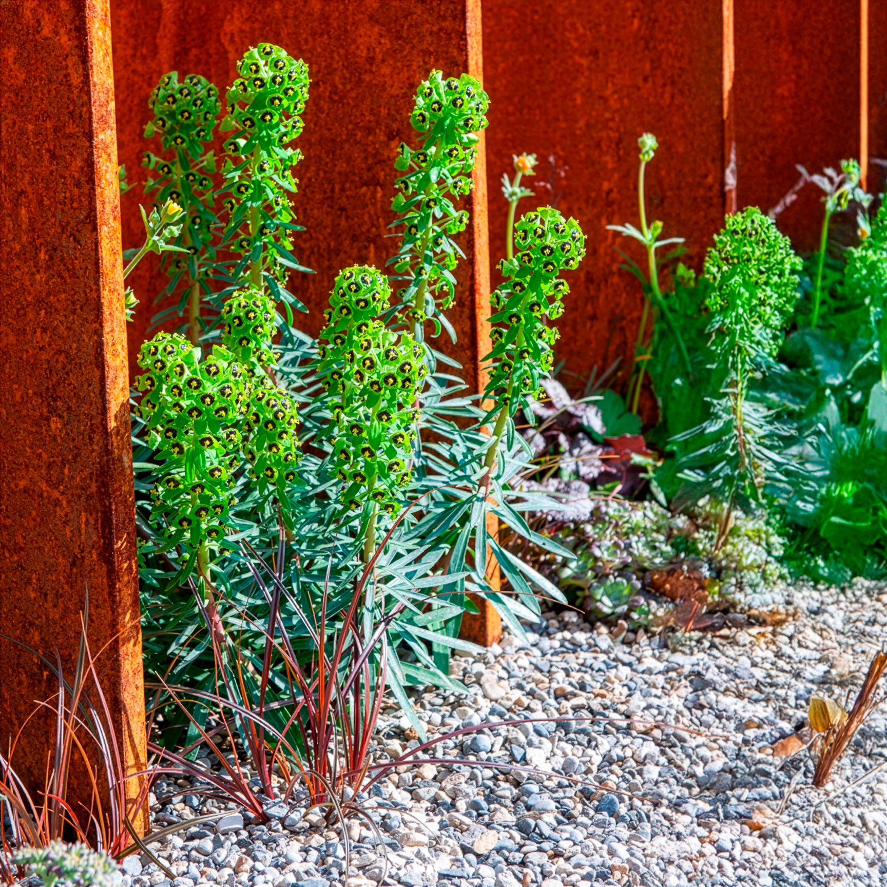Euphorbia characias Black Pearl - Bakker