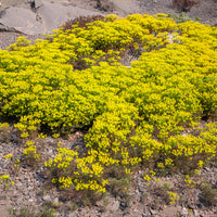 Zypressen-Wolfsmilch Clarice Howard - Euphorbia cyparissias clarice howard - Bakker