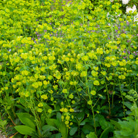 Euphorbia characias tasmanian tiger - Mandelblättrige Wolfsmilch - Wolfsmilch  