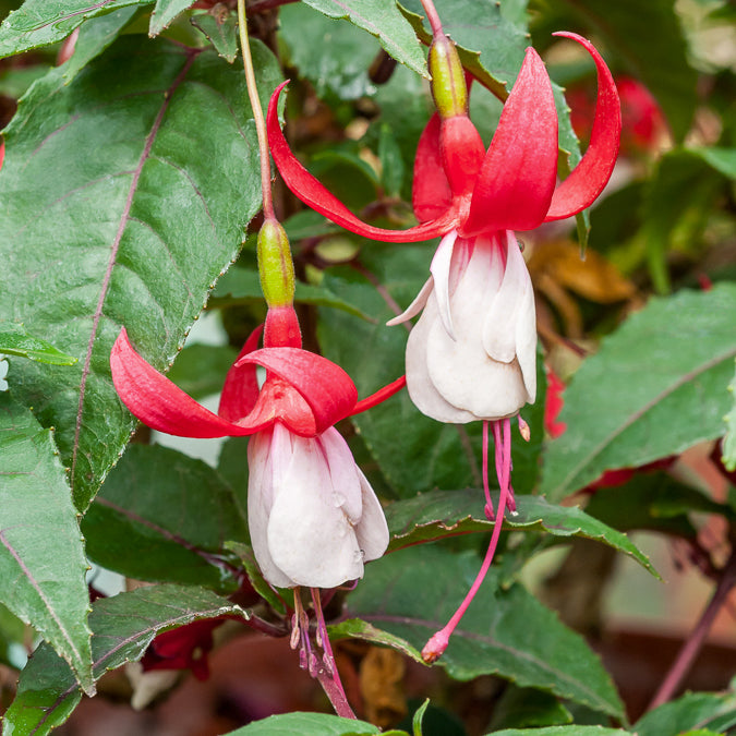 Fuchsia Madame Cornelissen - Fuchsia Madame Cornelissen - Bakker