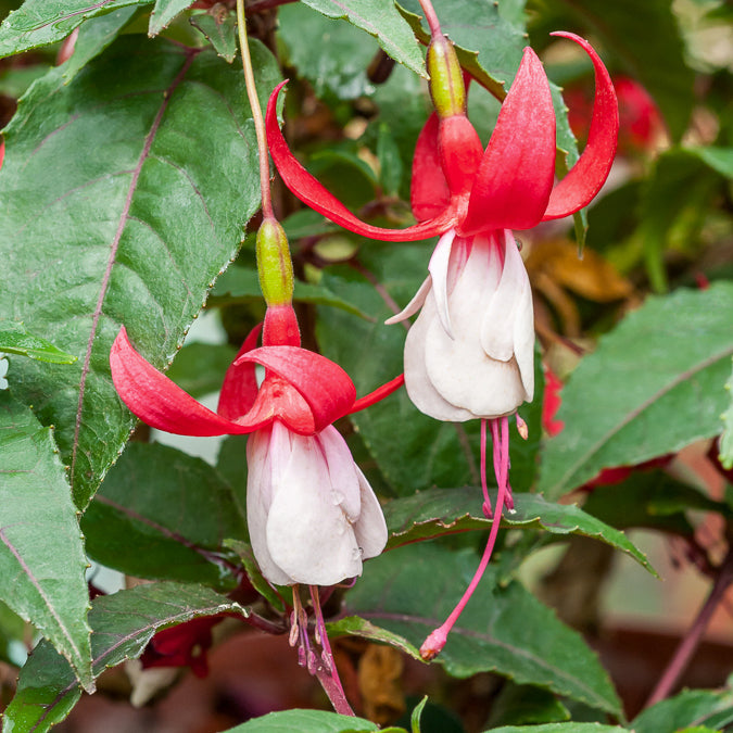 Fuchsien Mischung (Madame Cornelissen, Brilliant) (x3) - Fuchsia Mme Cornelissen,  Brilliant - Beetpflanzen