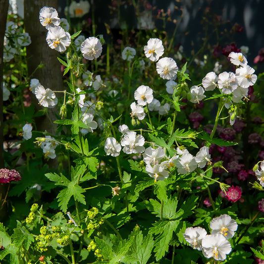 Brauner Geranium mit weißen Blüten - Bakker