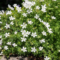 Geranien - Blutroter Storchschnabel 'Album' - Geranium sanguineum Album