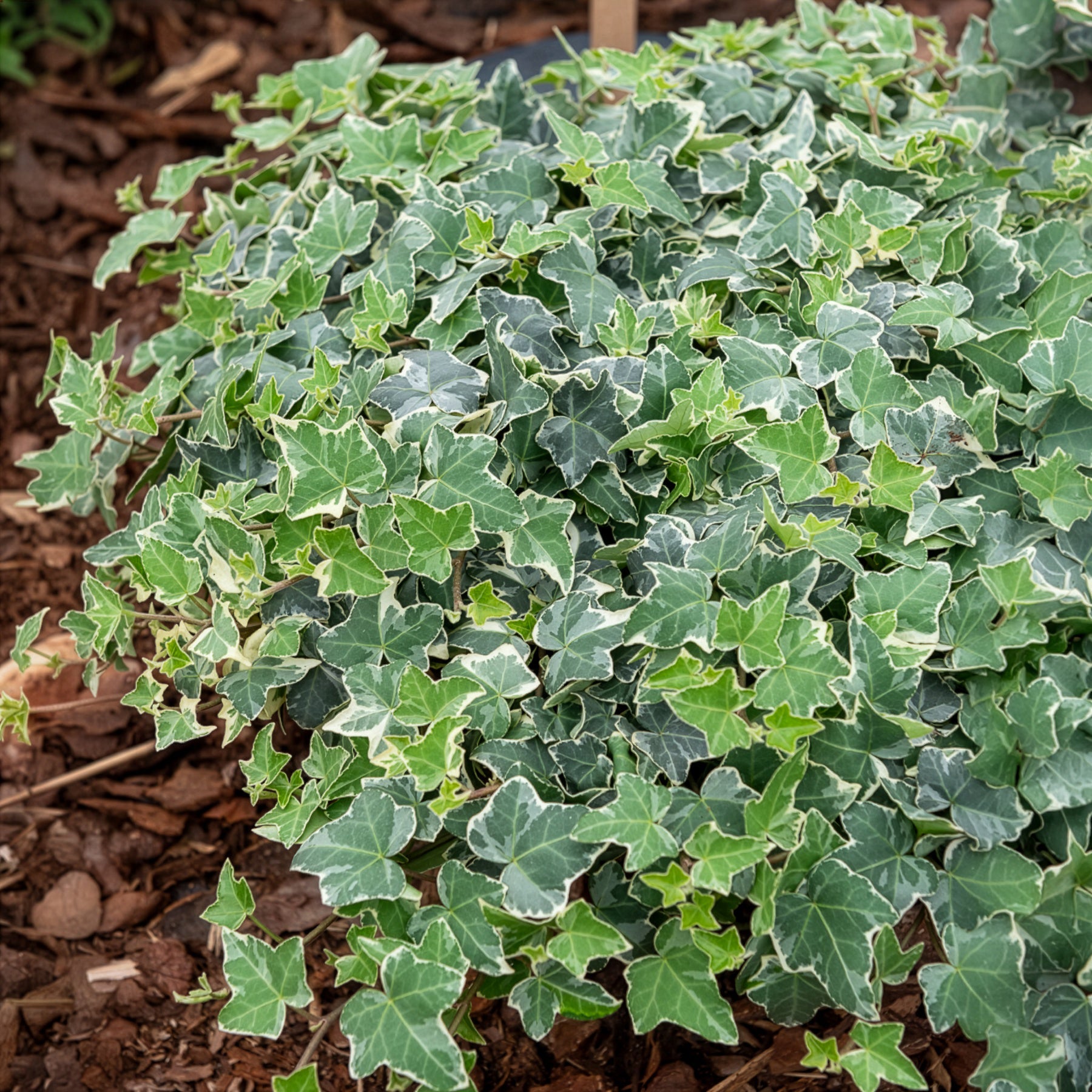 Weißgrüner Efeu 'Glacier' - Hedera helix Glacier