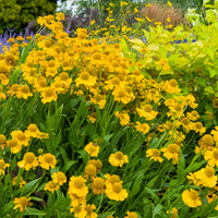 Helenium - Herbst-Sonnenbraut Pumilum Magnificum - Helenium autumnale Pumilum Magnificum