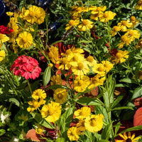 Sonnenbraut Kanaria - Helenium kanaria - Bakker