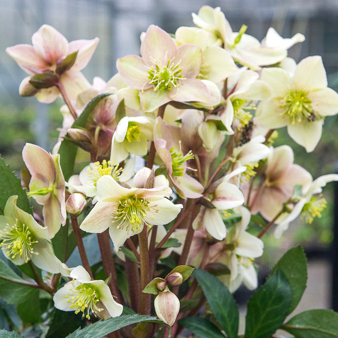 Hybrid-Helleborus Emma - Bakker