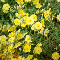 Sonnenröschen Wisley Primrose - Helianthemum Wisley Primrose - Bakker