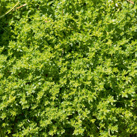 Kahles Bruchkraut Turquette (x3) - Herniaria glabra - Bakker