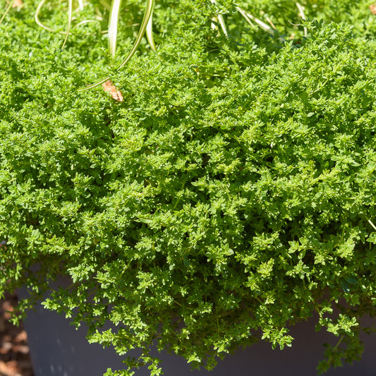 Kahles Bruchkraut - Bakker