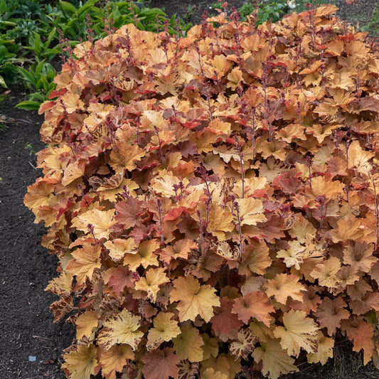 Heuchera Karamell - Bakker