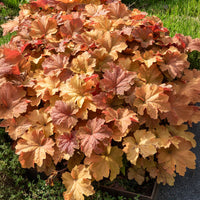 Heuchera Karamell - Heuchera caramel - Bakker