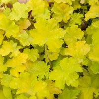 Purpurglöckchen Citronelle ® - Bakker