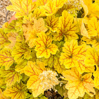 Heuchera Electra - Heuchera Electra - Bakker